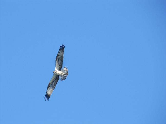 Falco pescatore
